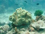 b_150_0_16777215_00___images_article_pic_soft_coral.jpg