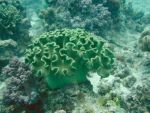 b_150_0_16777215_00___images_article_pic_soft_coral1.jpg