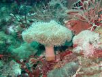 b_150_0_16777215_00___images_article_pic_soft_coral2.jpg