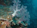 b_150_0_16777215_00___images_article_pic_soft_coral3.jpg