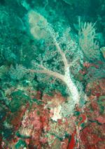 b_150_0_16777215_00___images_article_pic_soft_coral4.jpg