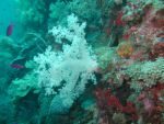 b_150_0_16777215_00___images_article_pic_soft_coral5.jpg